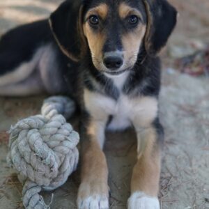 Cutie – geb. ca. 06/2025 – reserviert