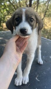 Frieda – geb. ca. 06/2025