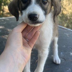 Frieda – geb. ca. 06/2025