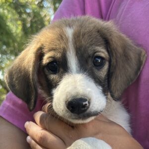 Frieda – geb. ca. 06/2025