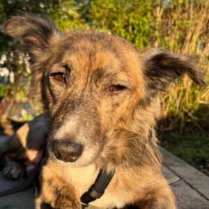 Herbie – geb. ca. 08/2022 – 78048 Villingen-Schwenningen