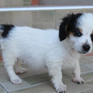 Jojo – geb. ca. 06/2025 – reserviert