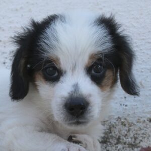 Jojo – geb. ca. 06/2025 – reserviert