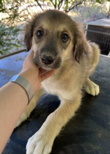 Juna – geb. ca. 05/2025