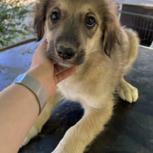 Juna – geb. ca. 05/2025