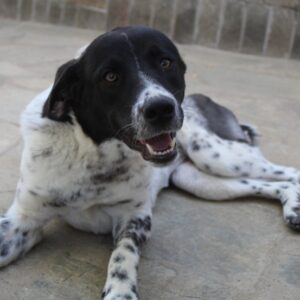 Kimisi – geb. ca. 03/2024