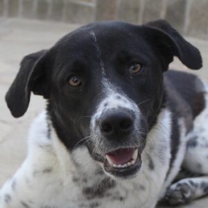 Kimisi – geb. ca. 03/2024