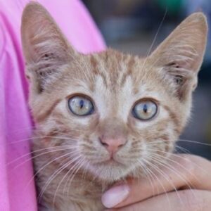 Larry – geb. ca. 06/2025