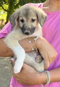 Livia – geb. ca. 06/2025