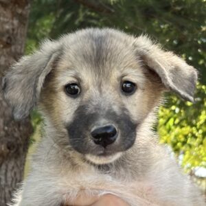 Livia – geb. ca. 06/2025
