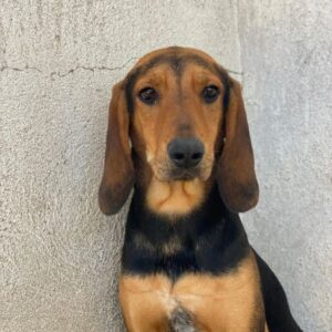 Peppo – geb. ca. 02/2025