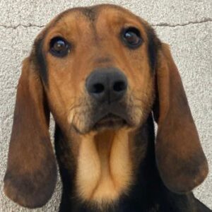 Peppo – geb. ca. 02/2025