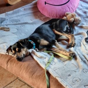 Phil – geb. ca. 12/2024 – 53879 Euskirchen