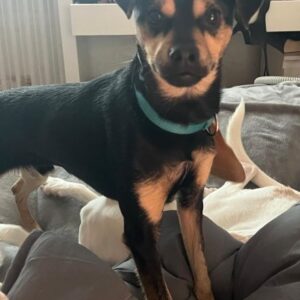 Phil – geb. ca. 12/2024 – 53879 Euskirchen