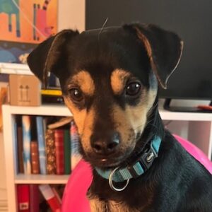 Phil – geb. ca. 12/2024 – 53879 Euskirchen