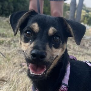 Phil – geb. ca. 12/2024 – 53879 Euskirchen