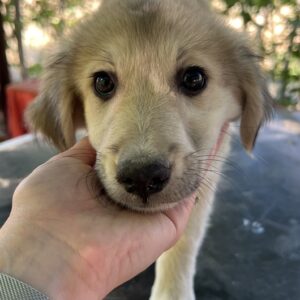 Sage – geb. ca. 05/2025