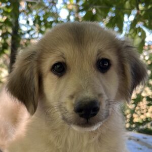 Sage – geb. ca. 05/2025