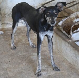 Savina – geb. ca. 01/2025
