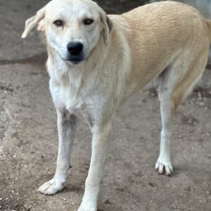 Shaggy – geb. ca. 04/2025