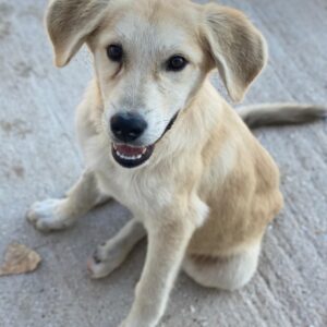 Shaggy – geb. ca. 04/2025