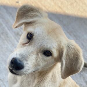 Shaggy – geb. ca. 04/2025