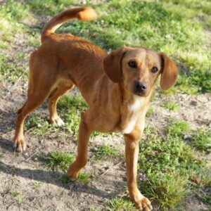 Shiva – geb. ca. 01/2025 – reserviert