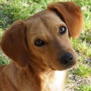 Shiva – geb. ca. 01/2025 – reserviert