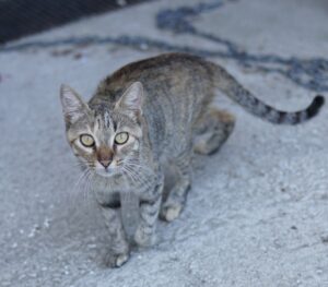 Tibby – geb. ca. 03/2024