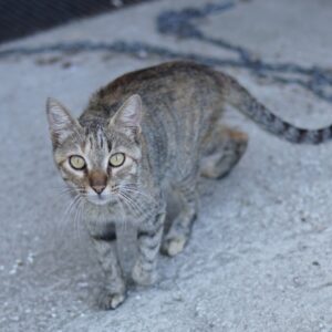 Tibby – geb. ca. 03/2024