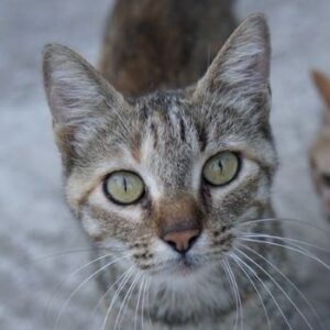 Tibby – geb. ca. 03/2024