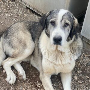 Torac – geb. ca. 08/2023