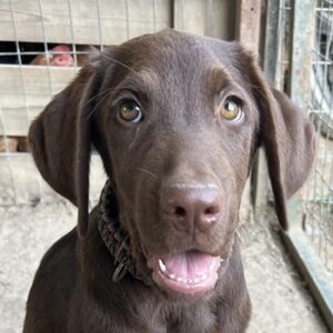 Torko – geb. ca. 05/2025