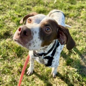 Acira – geb. ca. 04/2023 – 67735 Mehlbach