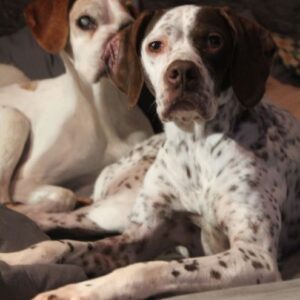 Acira – geb. ca. 04/2023 – 67735 Mehlbach