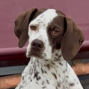 Acira – geb. ca. 04/2023 – 67735 Mehlbach