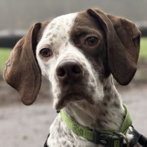 Acira – geb. ca. 04/2023 – 67735 Mehlbach