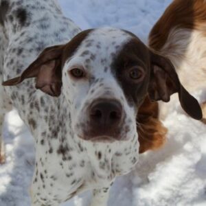 Acira – geb. ca. 04/2023 – 67735 Mehlbach