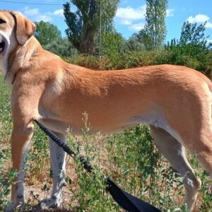 Angeliki – geb. ca. 12/2024