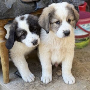 Aster – geb. ca. 07/2025