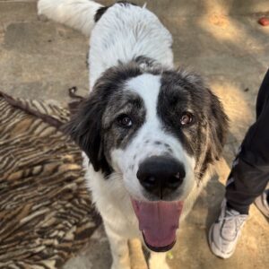 Aster – geb. ca. 08/2025