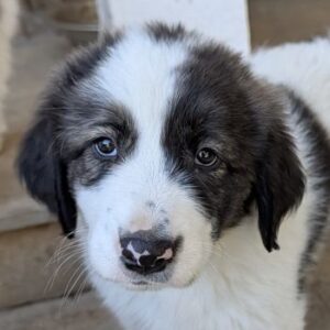 Aster – geb. ca. 07/2025