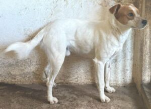 Benschi – geb. ca. 01/2025