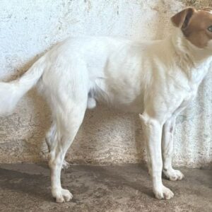 Benschi – geb. ca. 01/2025