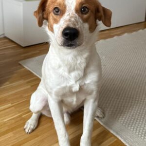 Benschi – geb. ca. 01/2025 – 60528 Frankfurt