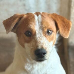 Benschi – geb. ca. 01/2025