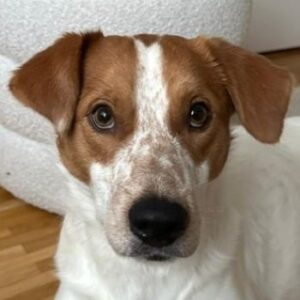 Benschi – geb. ca. 01/2025 – 60528 Frankfurt