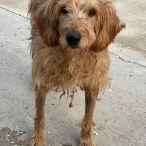 Carella – geb. ca. 10/2022