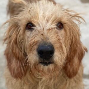 Carella – geb. ca. 10/2022