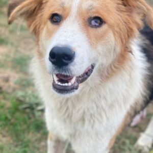 Carys – geb. ca. 10/2024